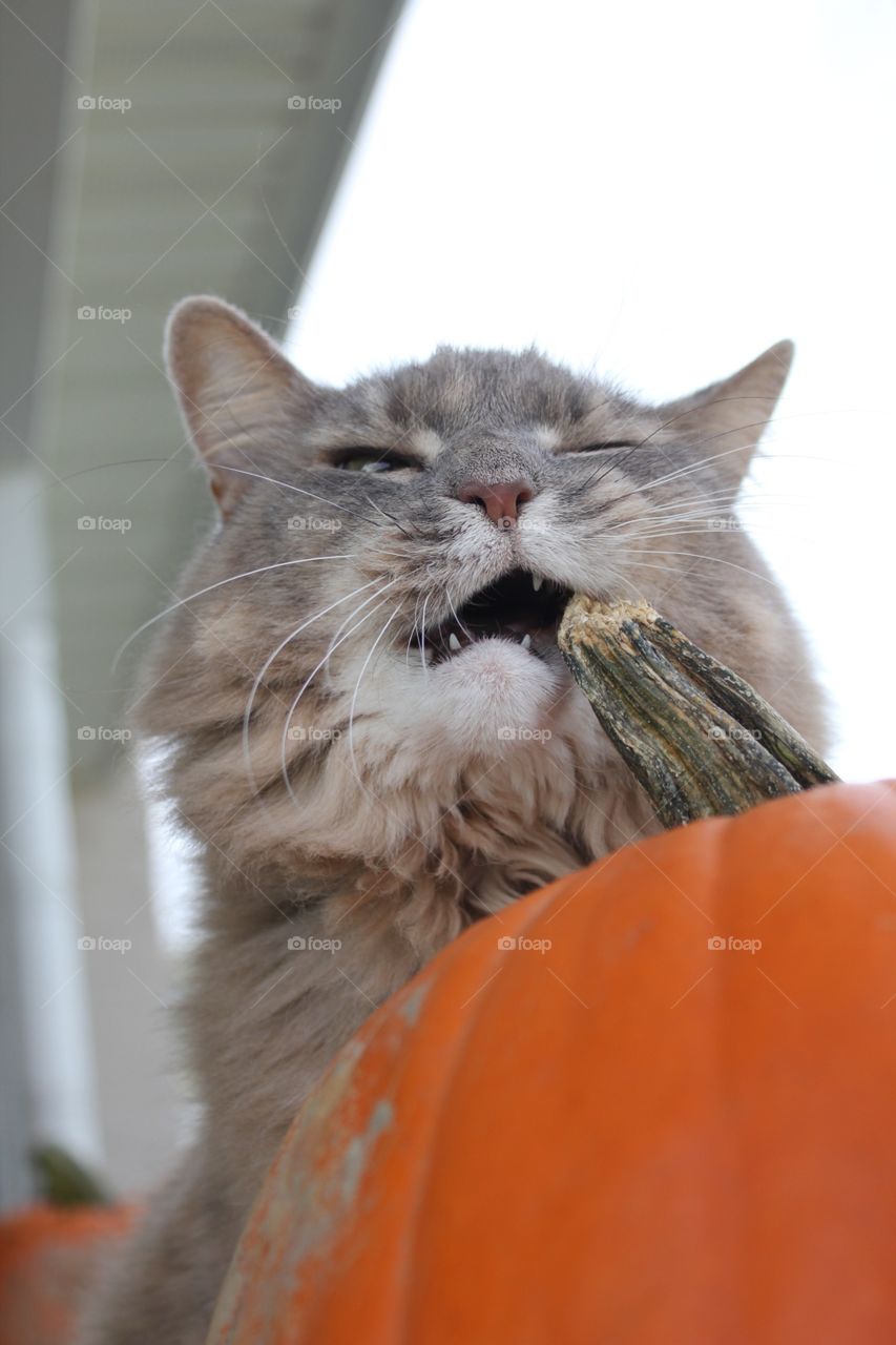 Halloween . Cat and pumpkin
