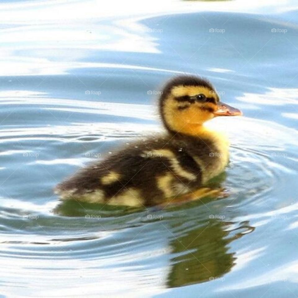 cute duckling