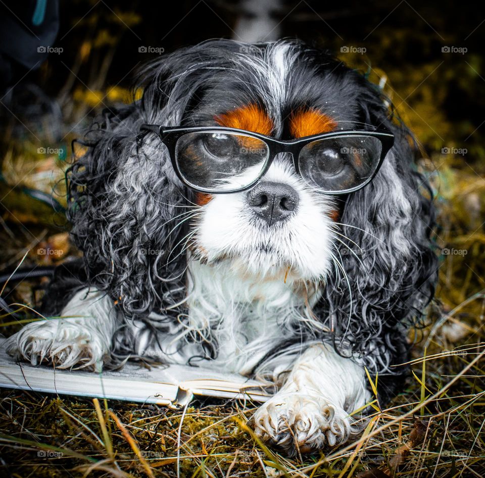 Even the dog dressed like grandmom at Halloween.  He love to wearing stuff,hes adorable.