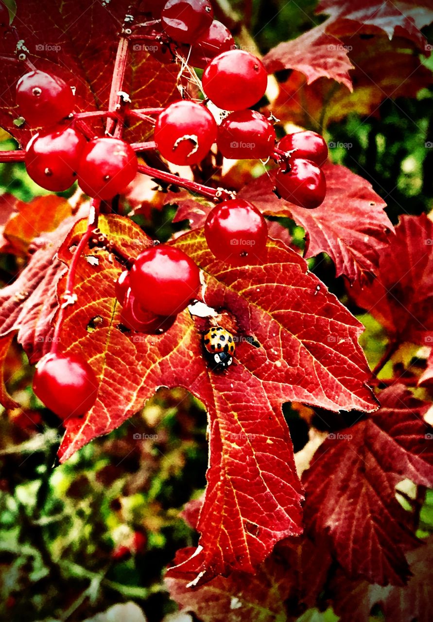 Red Autumn leaves and berries with ladybird
