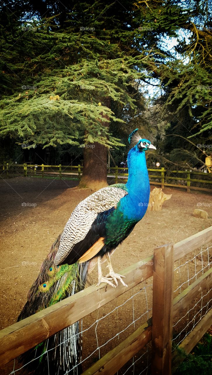 beautiful peacock in cotswold wildlife park