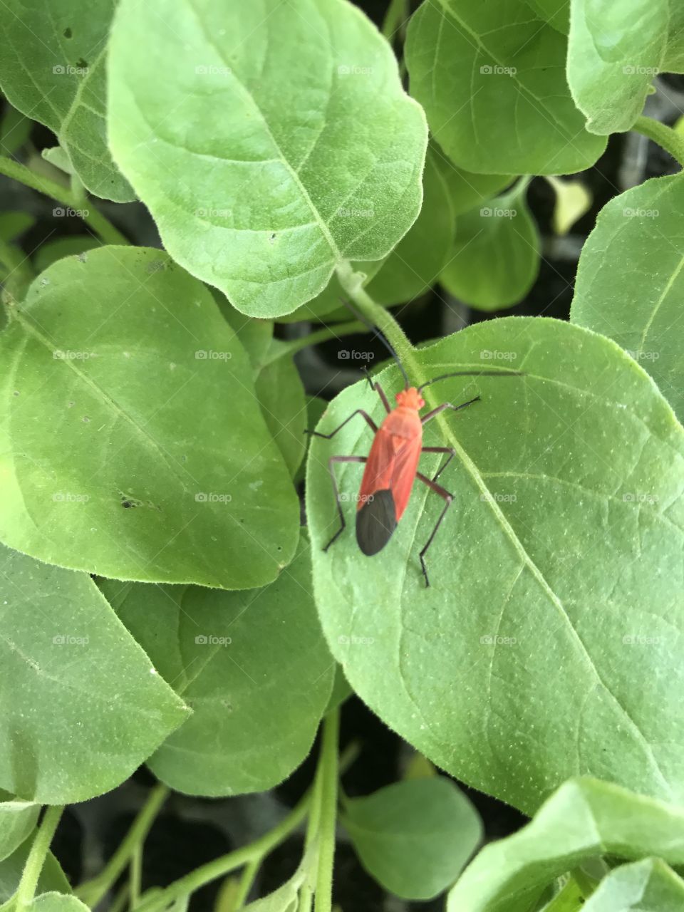 Tessaratoma javanica (Thunberg)