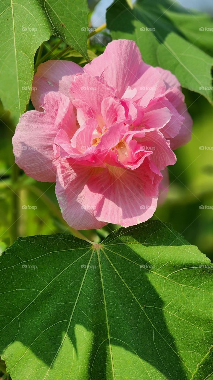 Color changing flower it becomes white in morning and pink for half a day