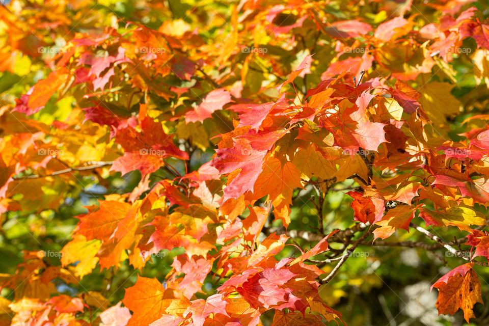 Closeup of a maple tree branches with beautiful colorful leaves in bright sunlight in the fall