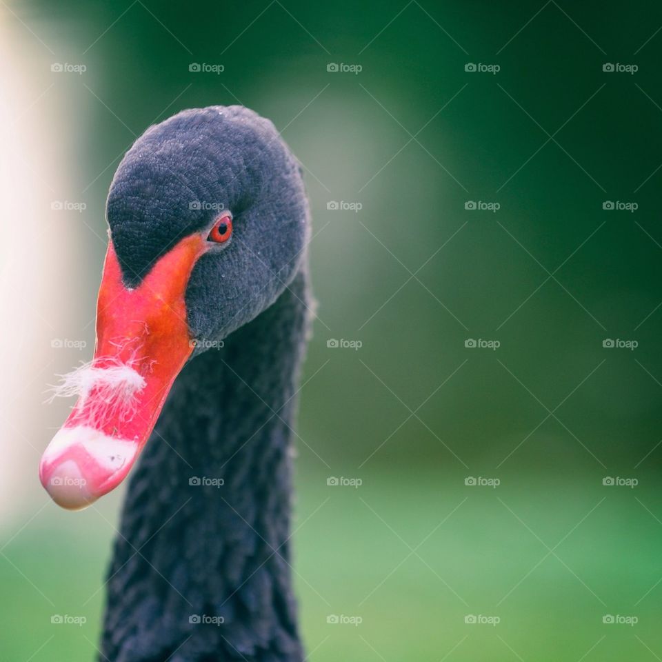 Black swan with mustaches