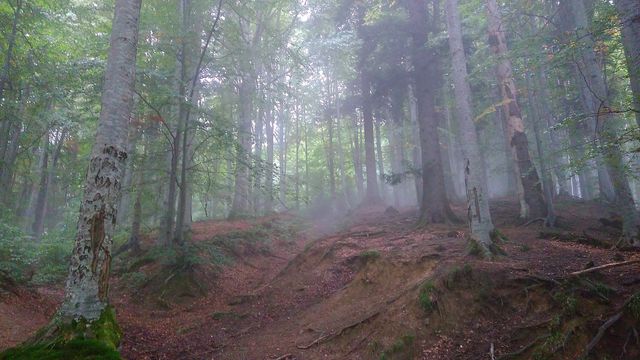 Forest