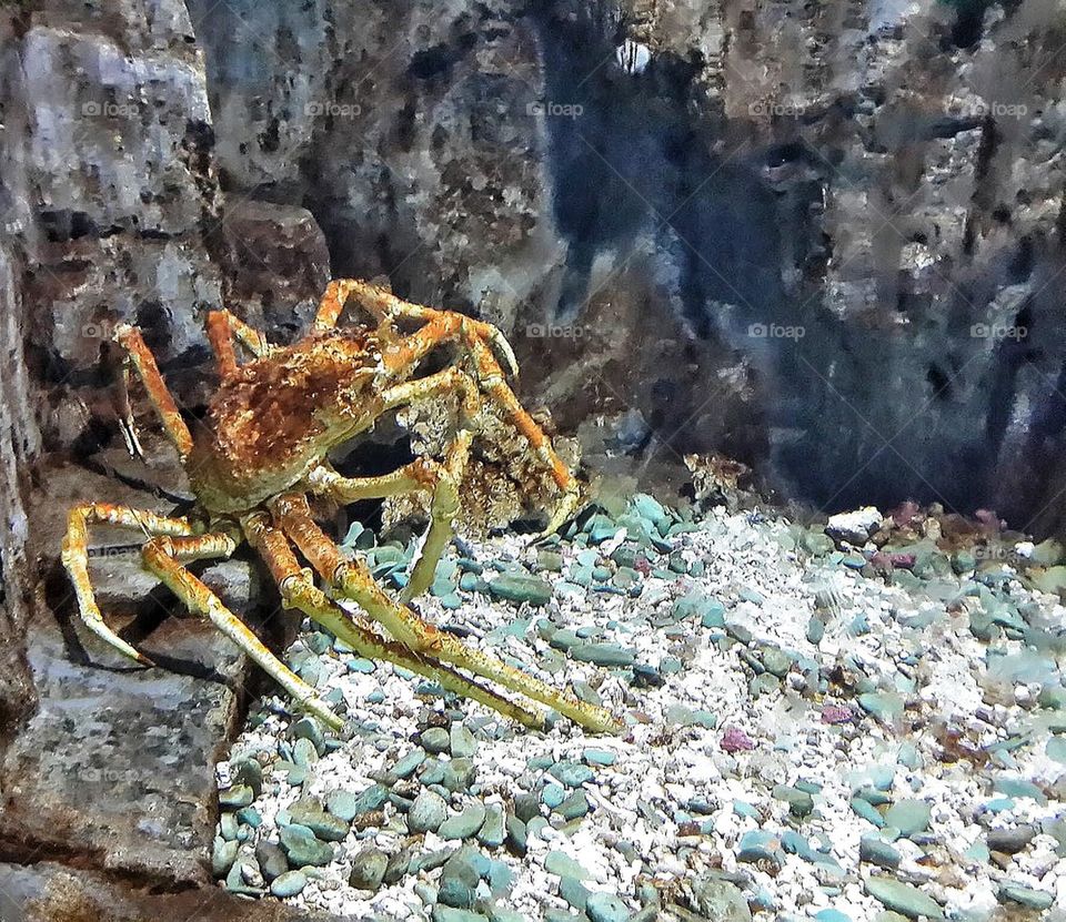 A Scary Sea Creature