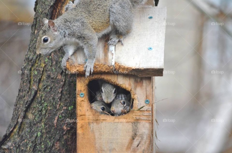 Squirrel family. Mama squirrel with babies in birdhouse