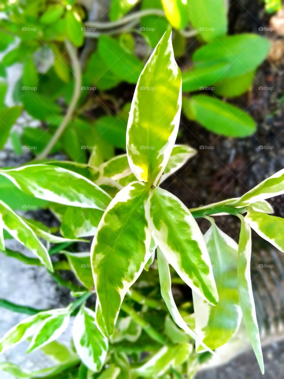 Leaves with light green and white shading with beautiful view