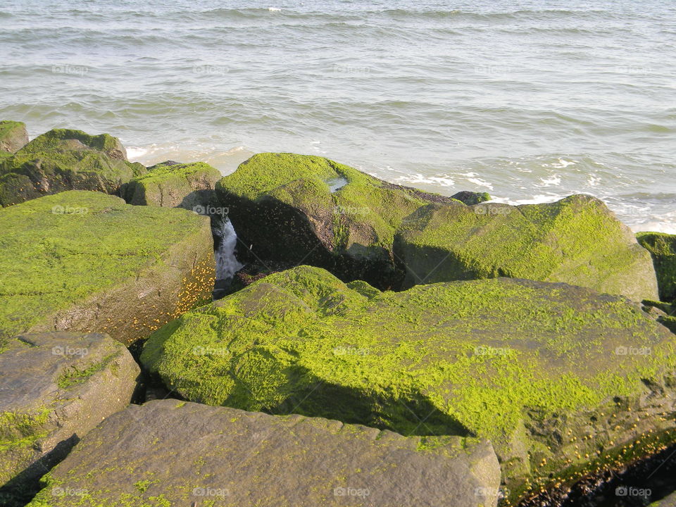 Mossy moments . a day at the shore 
