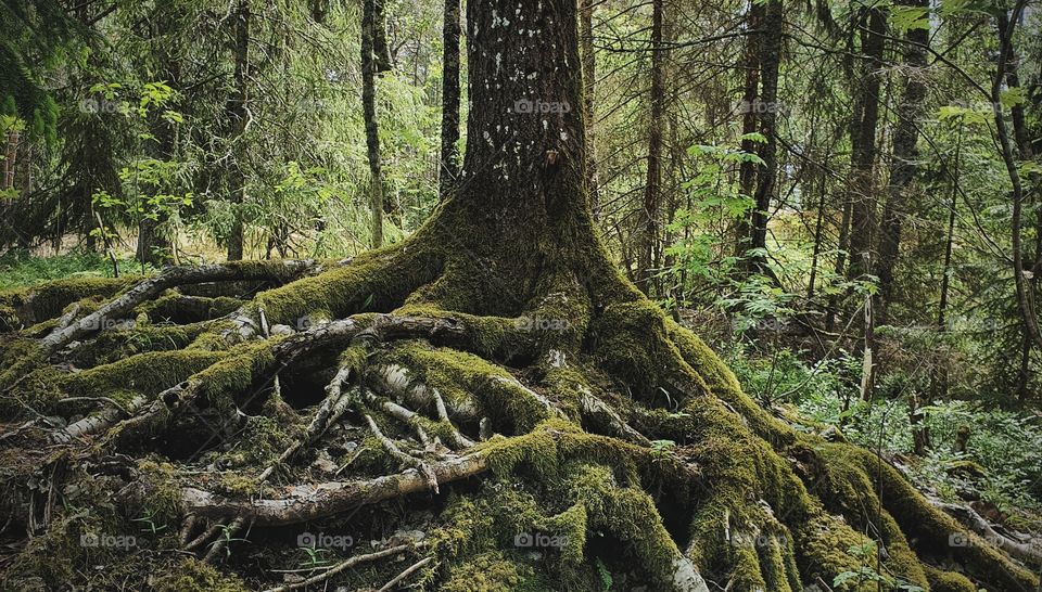 Mossy tree roots