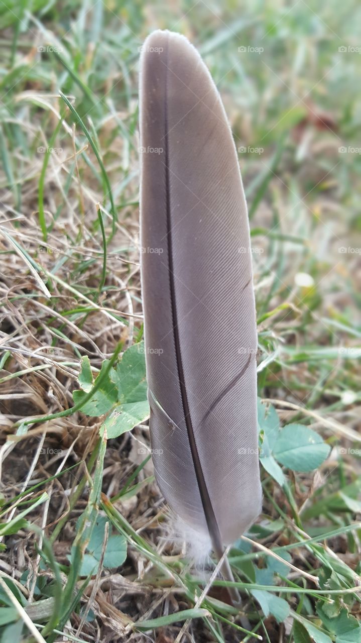 Lone Feather