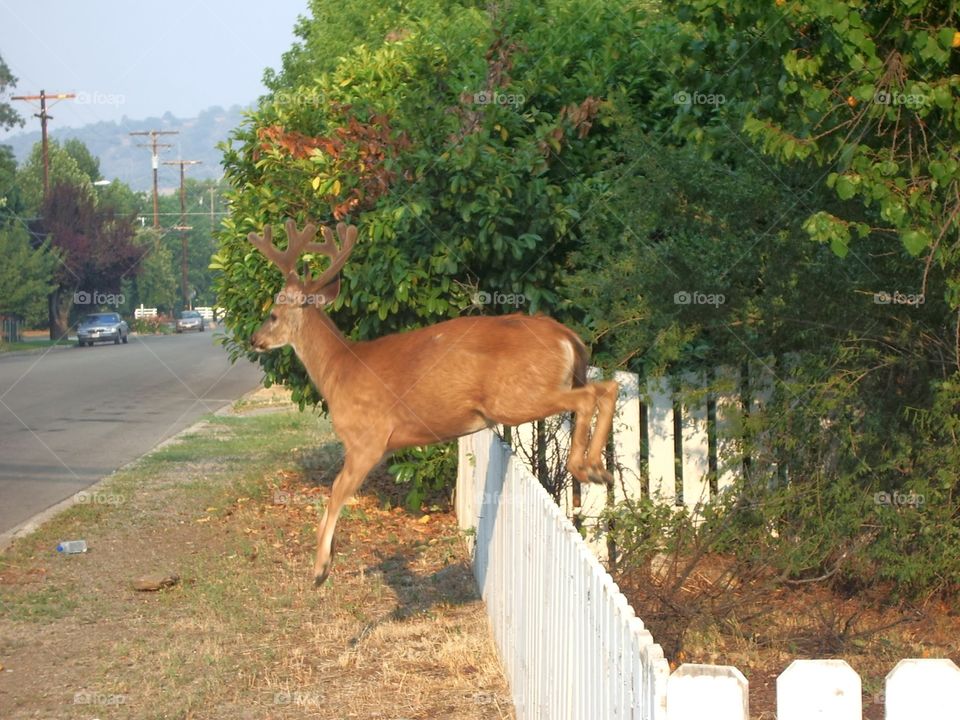 young stag leaping a fence