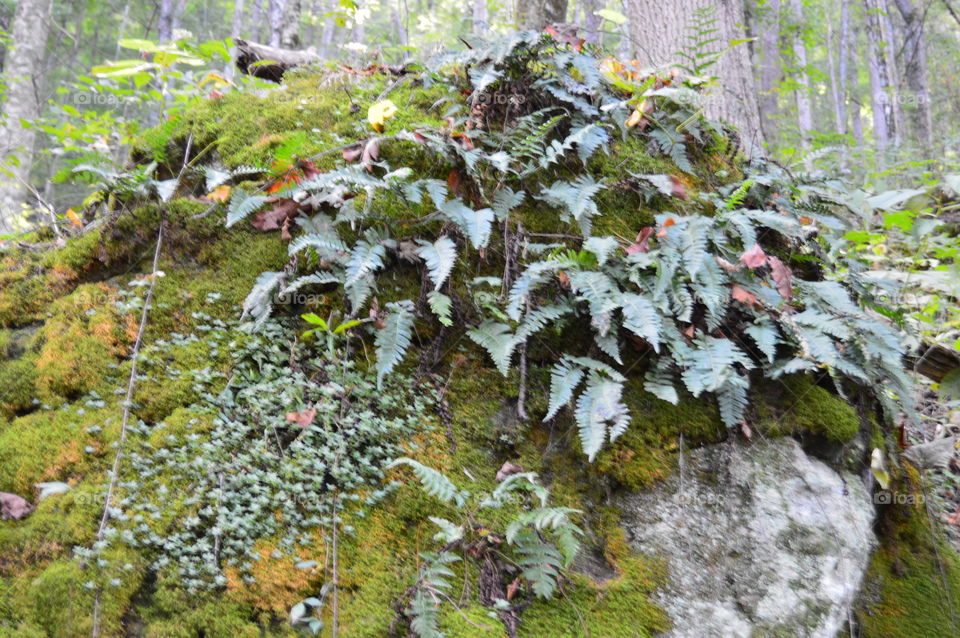 Ferns growing on rock in forest
