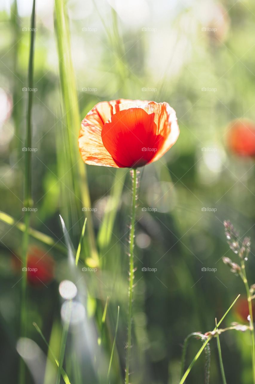 A Portrait of a red poppy flower standing tall between tall grass during golden hour on a summer day.