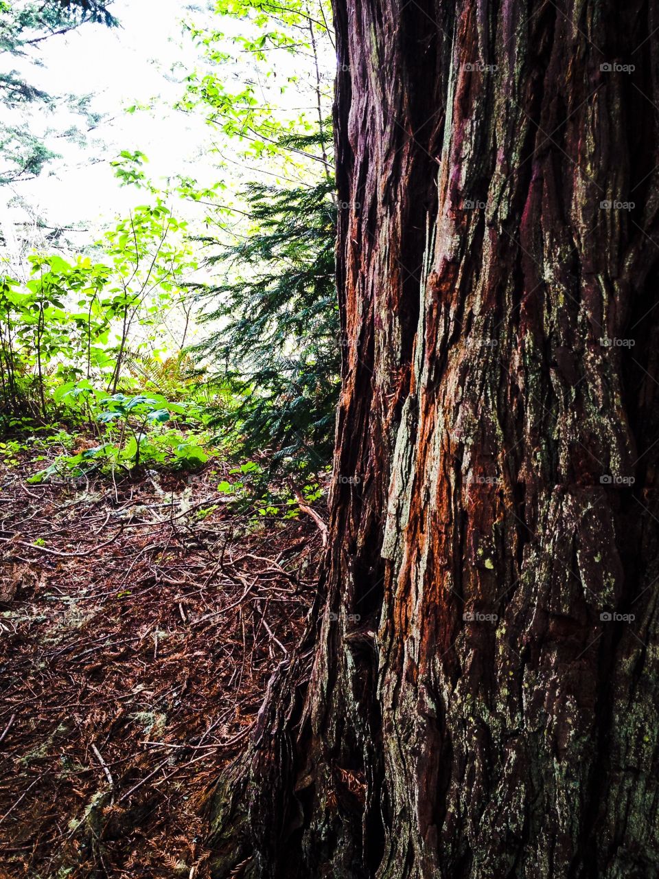 Redwood tree