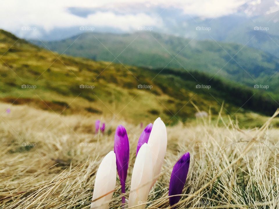 Crocuses blooming in spring in the mountains