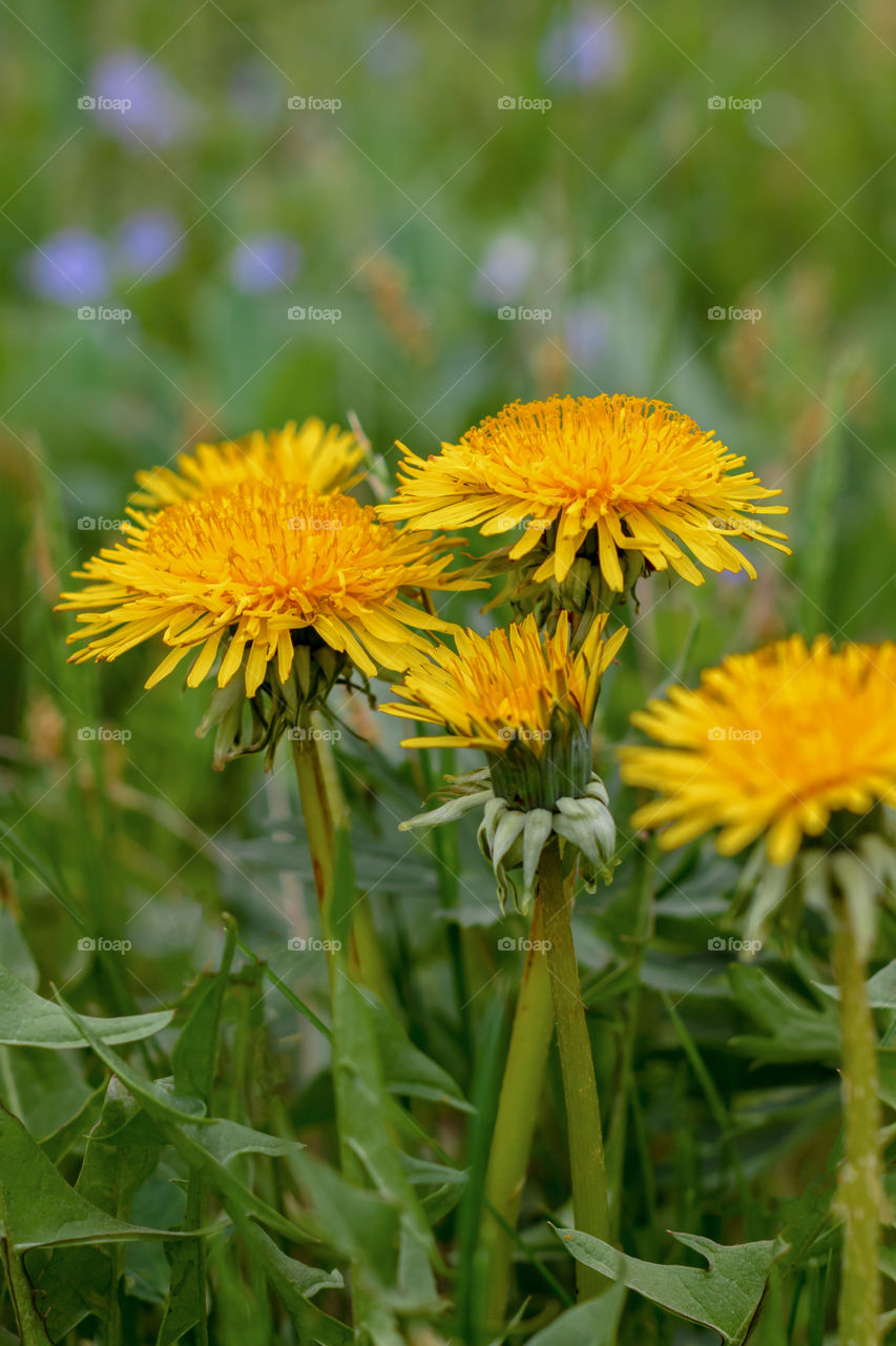 Yellow flowers of dandelions in the fresh green grass.