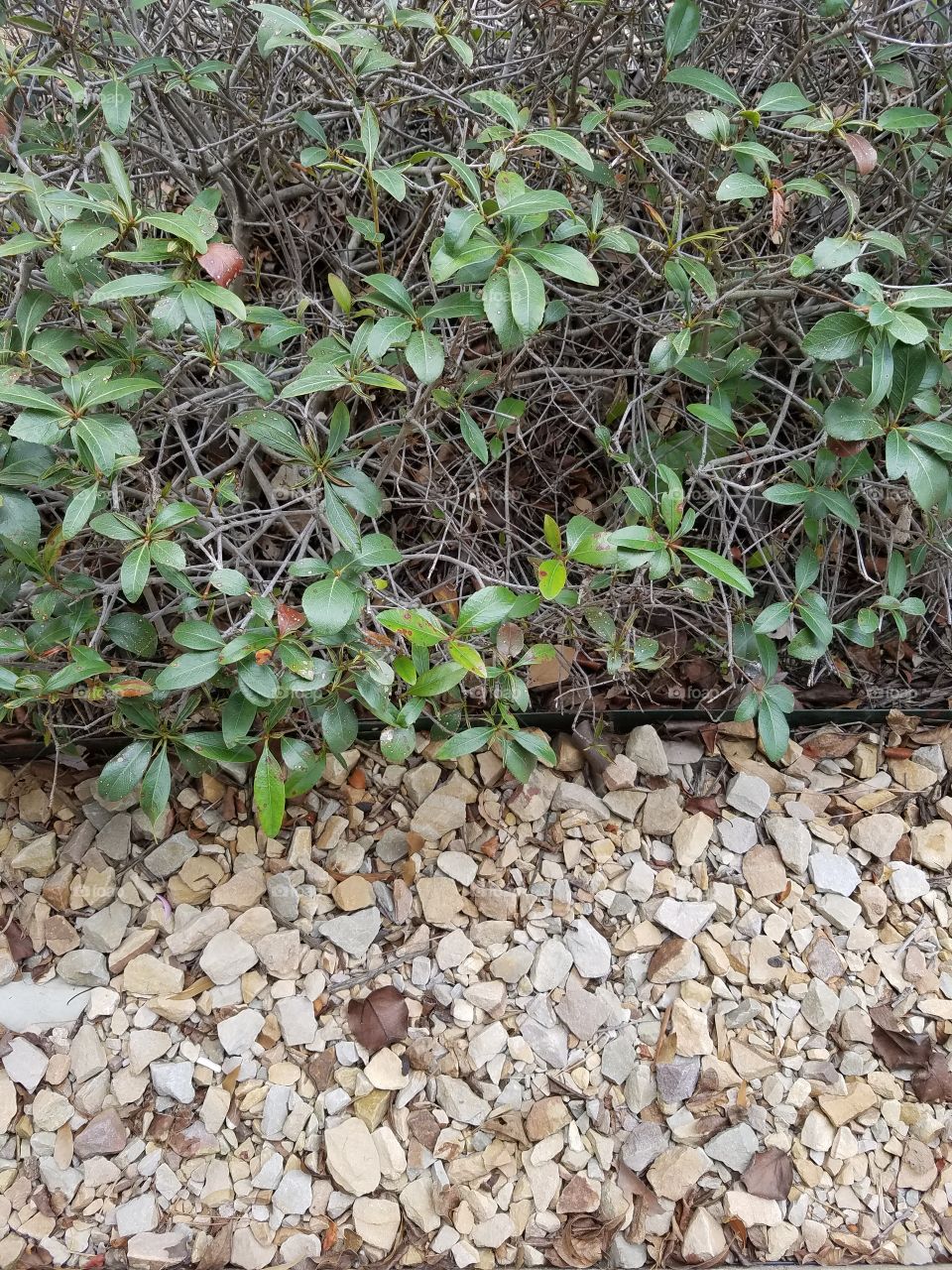 View of rocks and plants