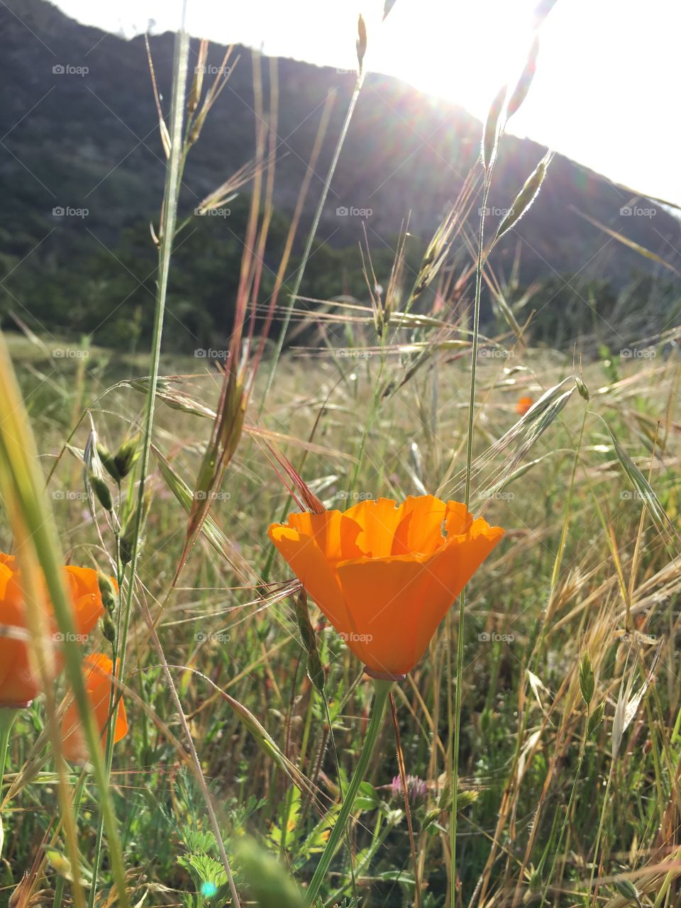 Flowers open up when the sun rises.. nature is fascinating. 