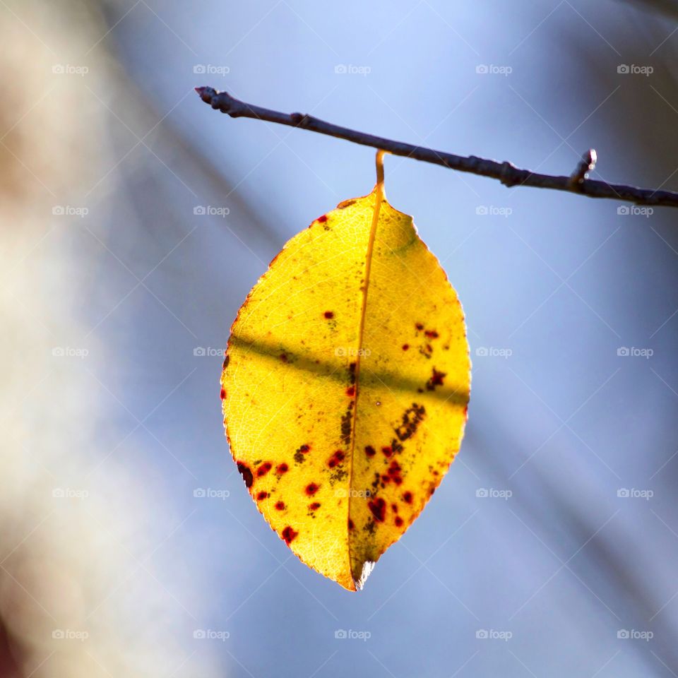 Close-up of a yellow leaf