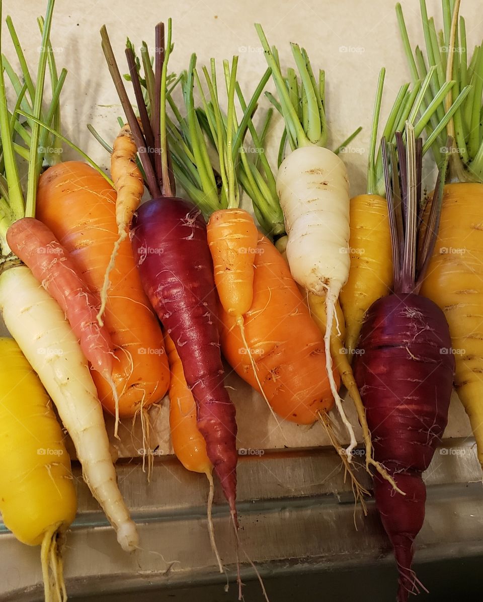 Purple, yellow, and white carrots fresh from the garden