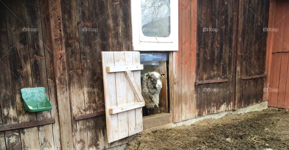 Sheep taking a peek