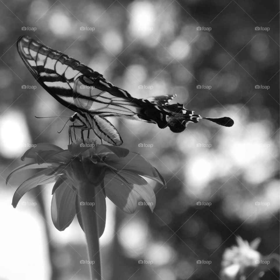 Eastern Tiger Swallowtail Butterfly: Here they get nectar from the brilliant Mexican Sunflower in my butterfly garden!