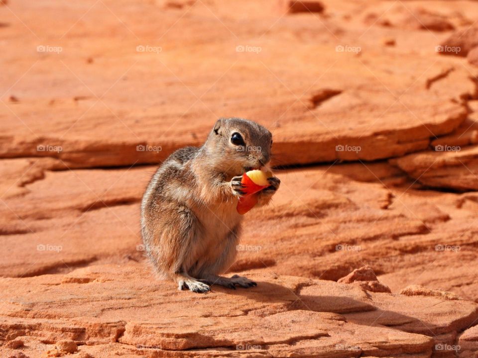 The Best Photos of November - Eating an apple - Antelope squirrels or antelope ground squirrels of the genus Ammospermophilus are sciurids found in the desert and dry scrub areas of the southwestern United States and northern Mexico