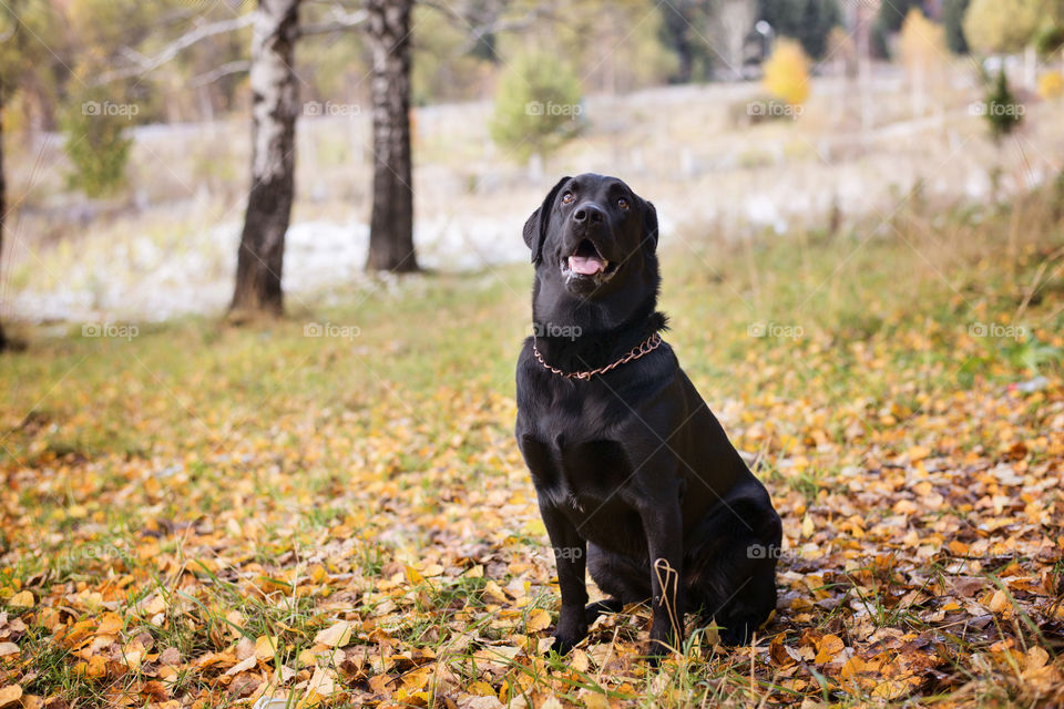 Labrador sitting in autumn leaves