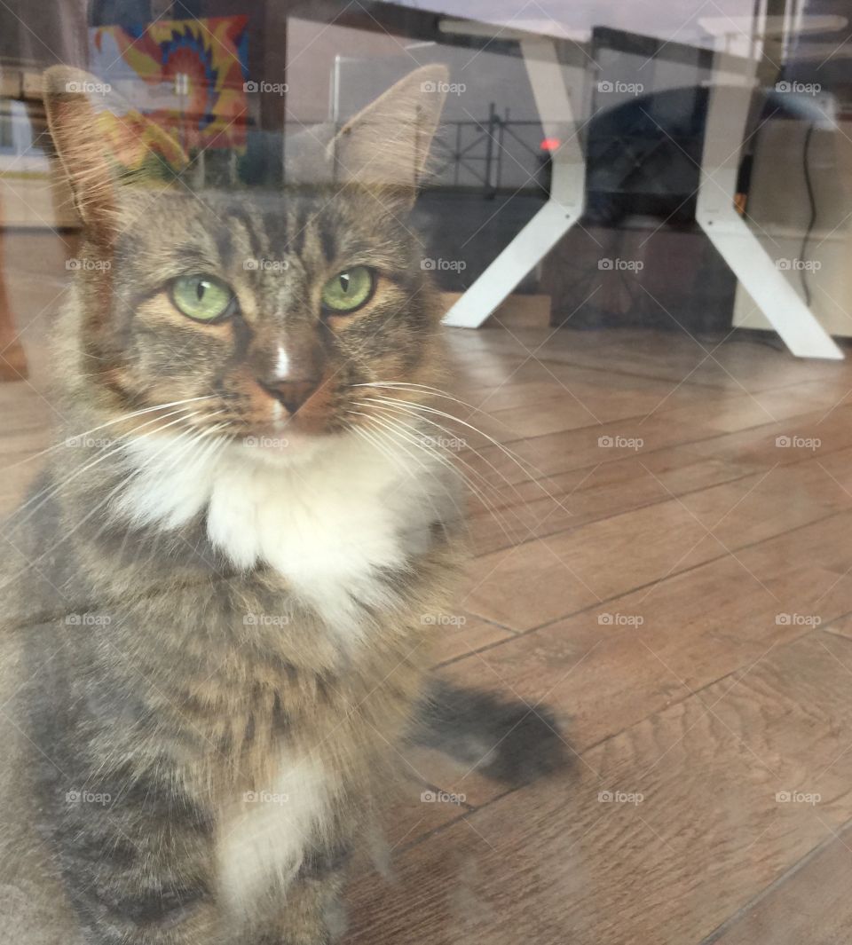 Tabby in the window 