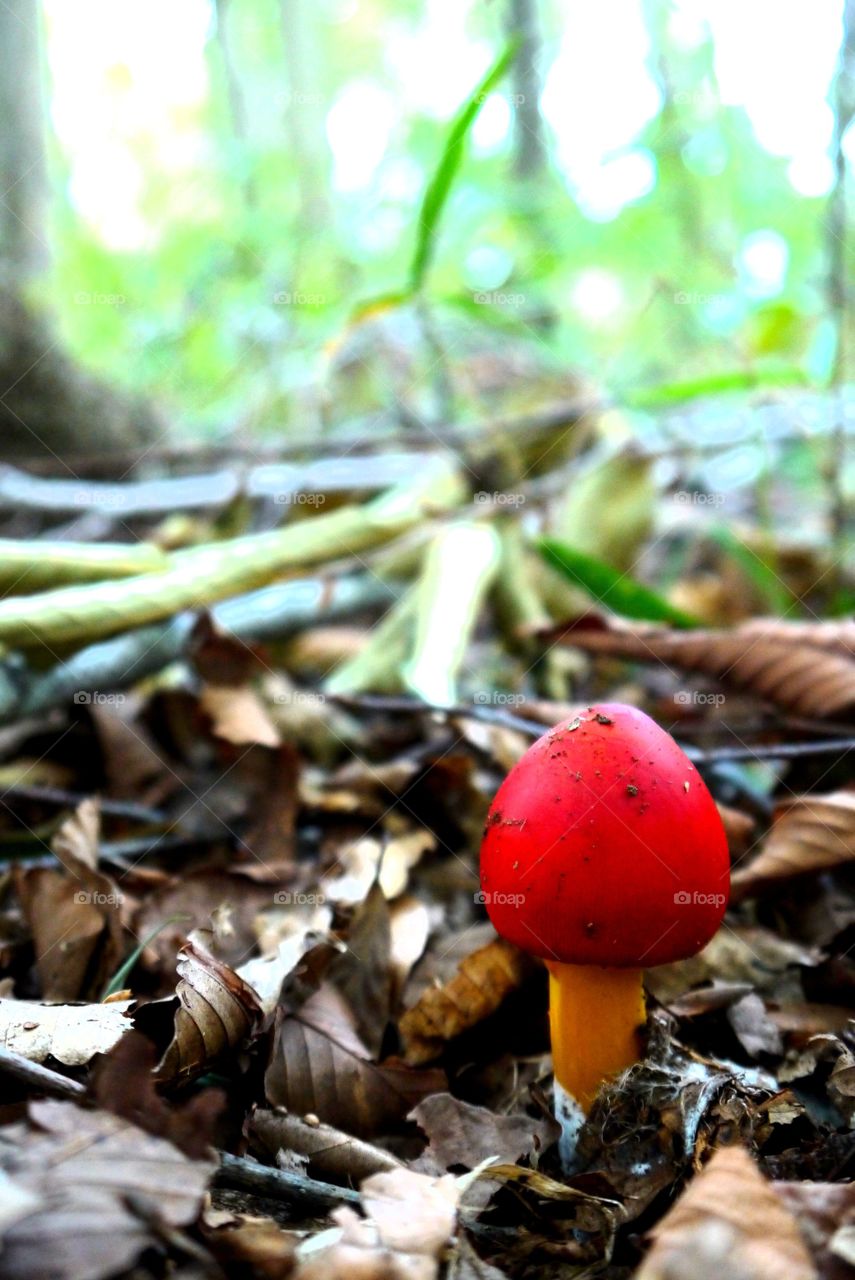 Mushroom in a forest