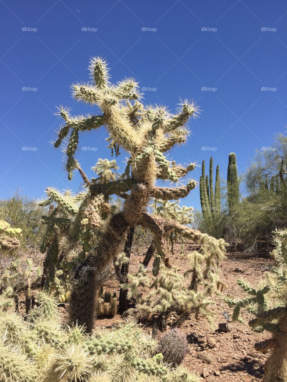 Texture cactus