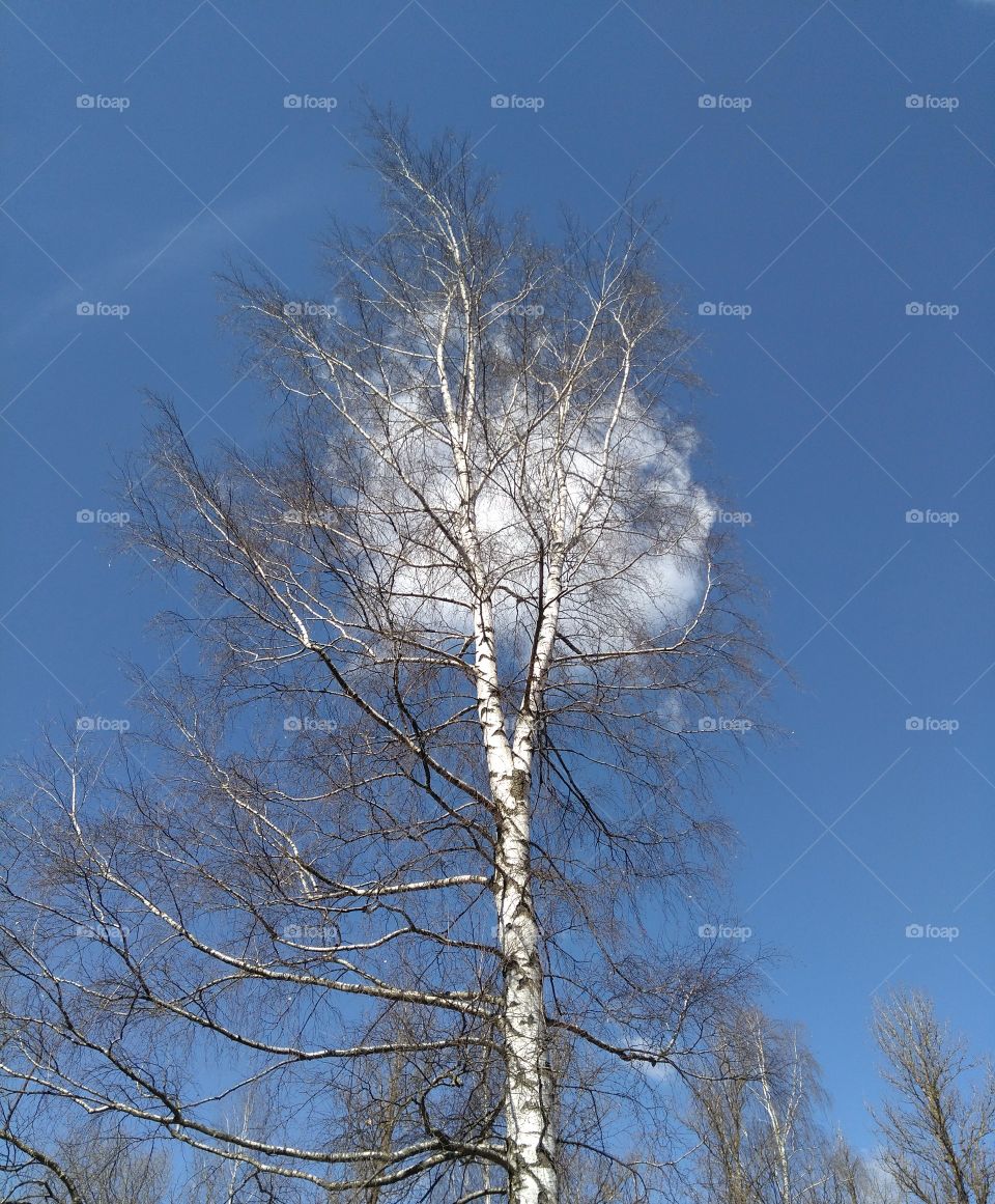 birch tree blue sky background spring time