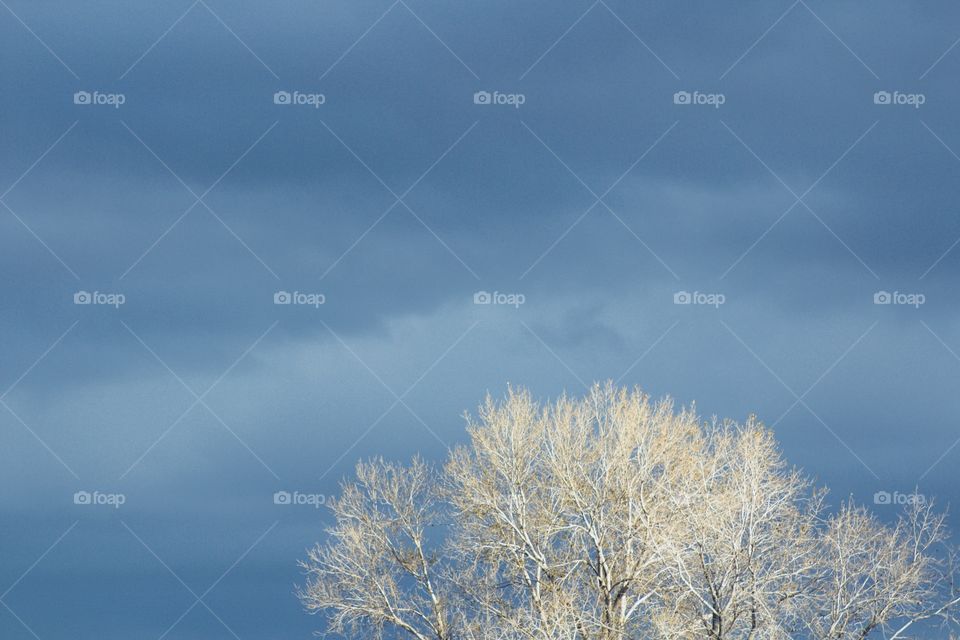 A bare tree illuminated by sunlight with a  threatening sky in the background 