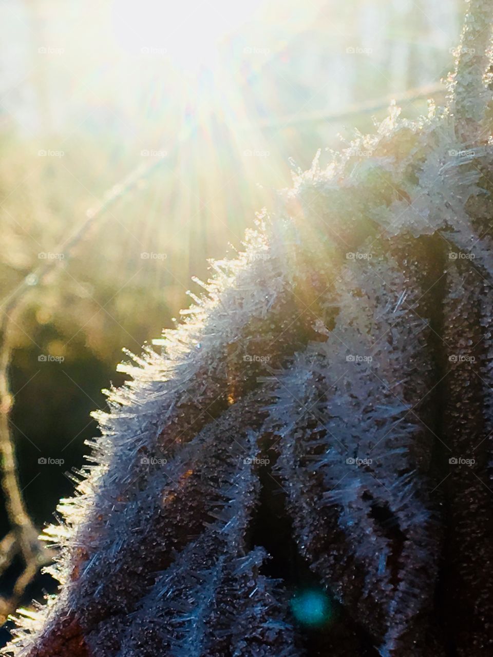 Frosty mornings