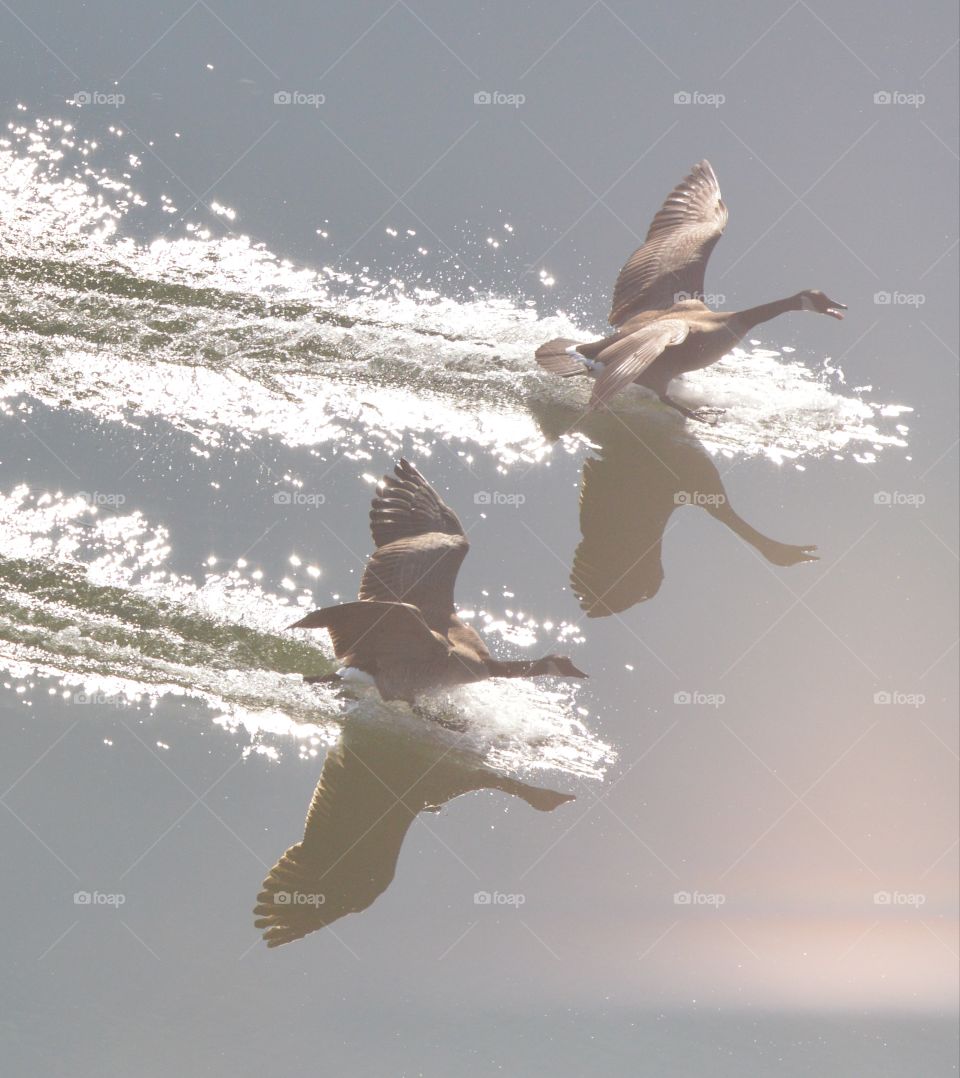 two birds landing on a reflective lake
