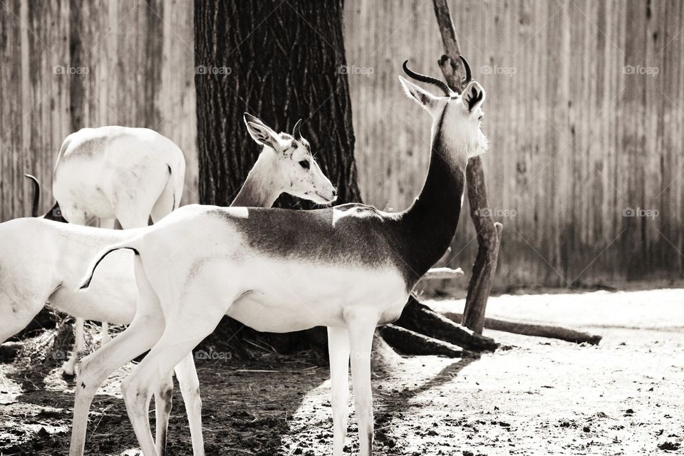 sepia animals with antlers