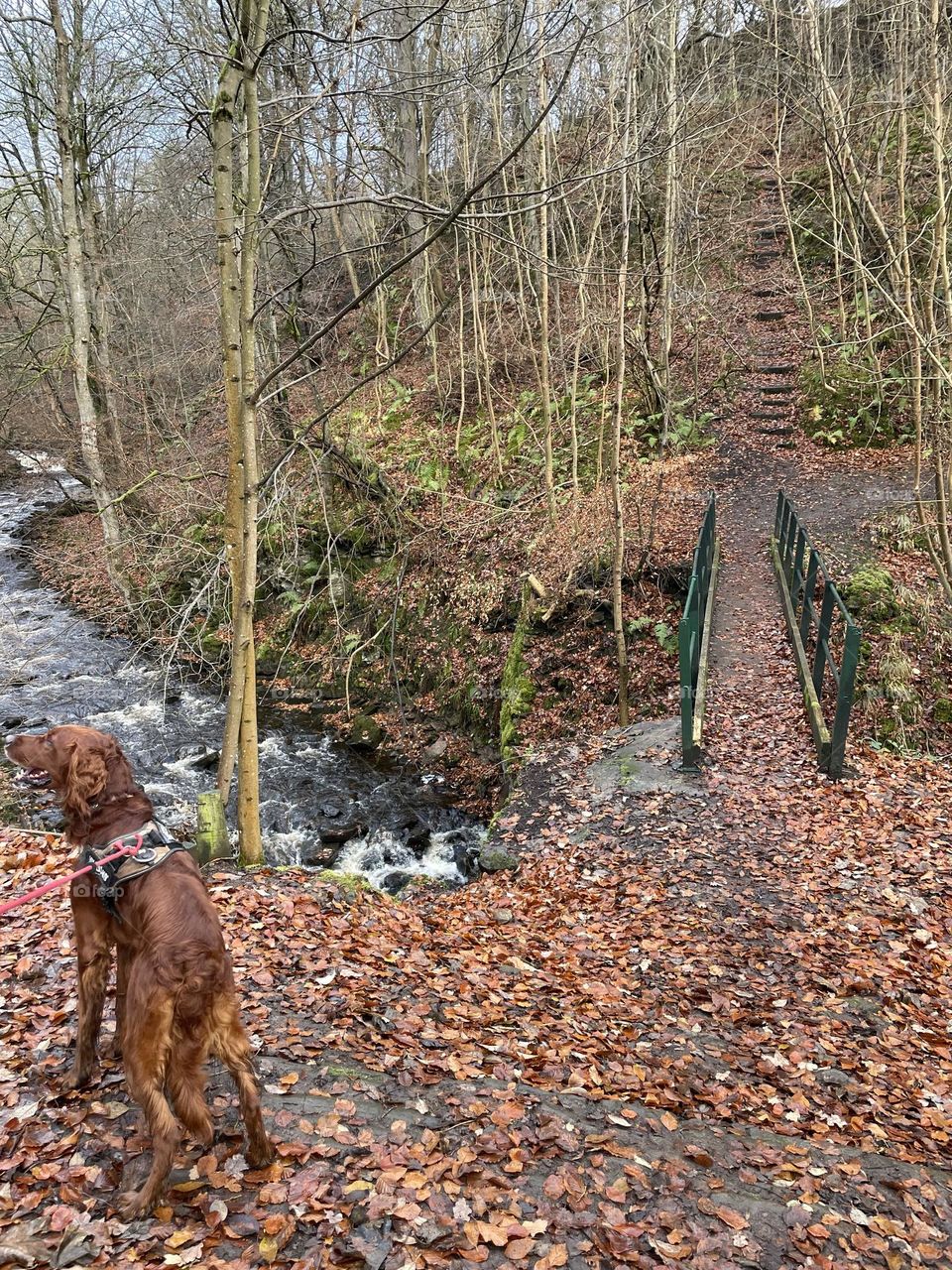 Autumn leaves covering the footpath in a nearby wood but if you look and cross over the bridge the steps up the hill are just visible in this photo 🍁