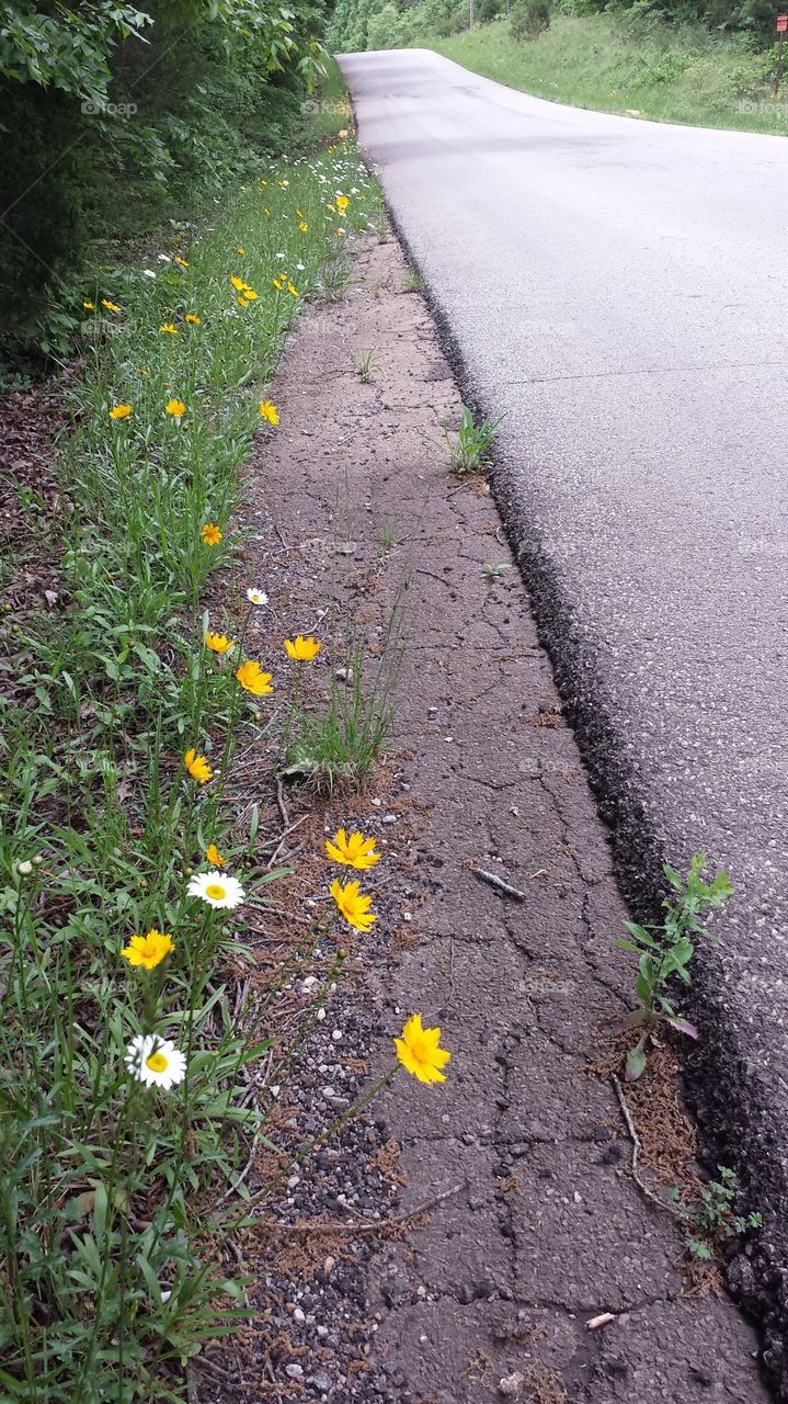 Country Road. Wildflower border