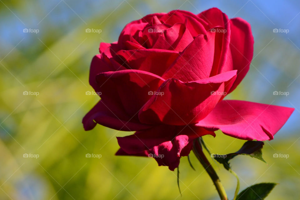 flower rose by meesha31