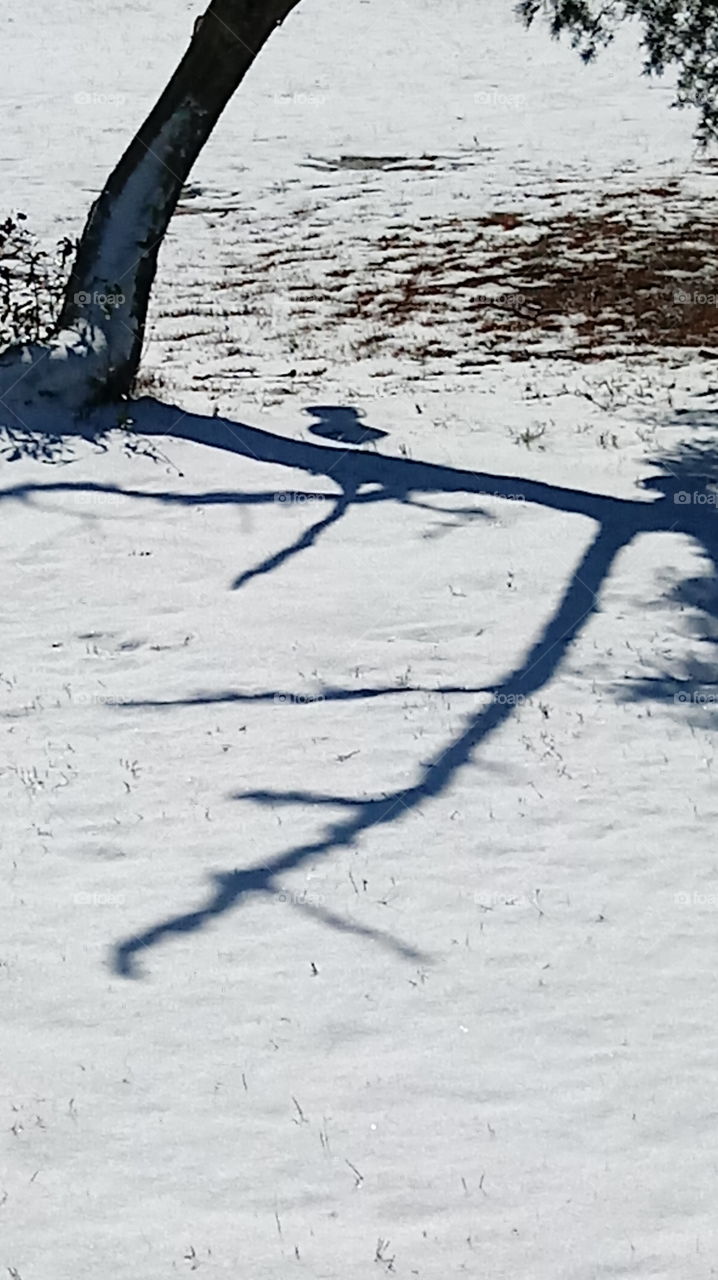 shadows in the snow