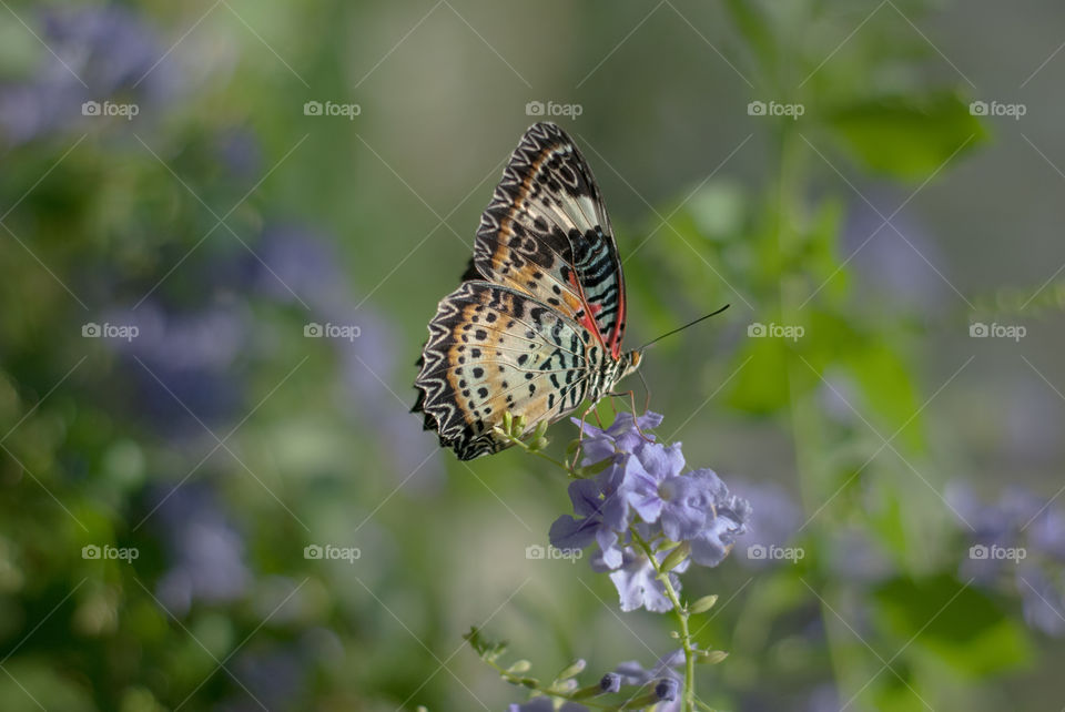 Majestic Butterfly