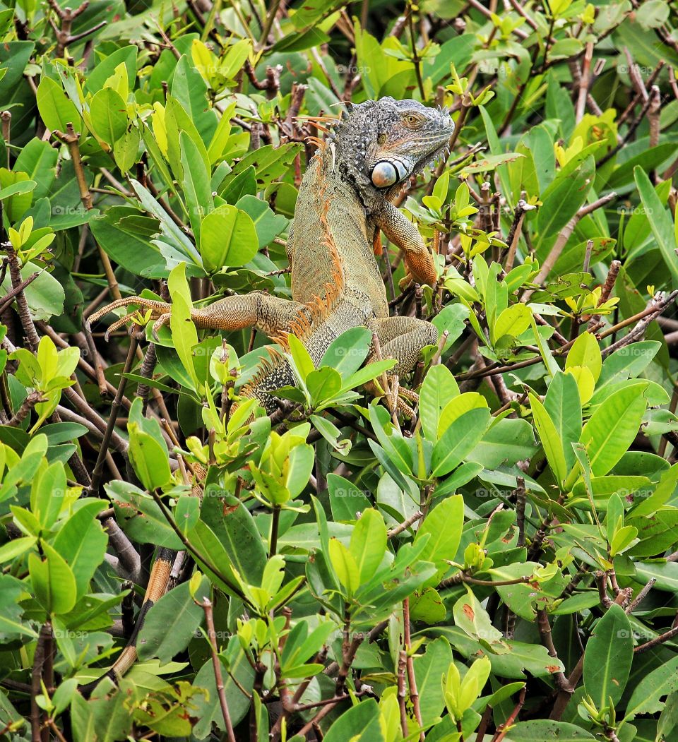 Iguana