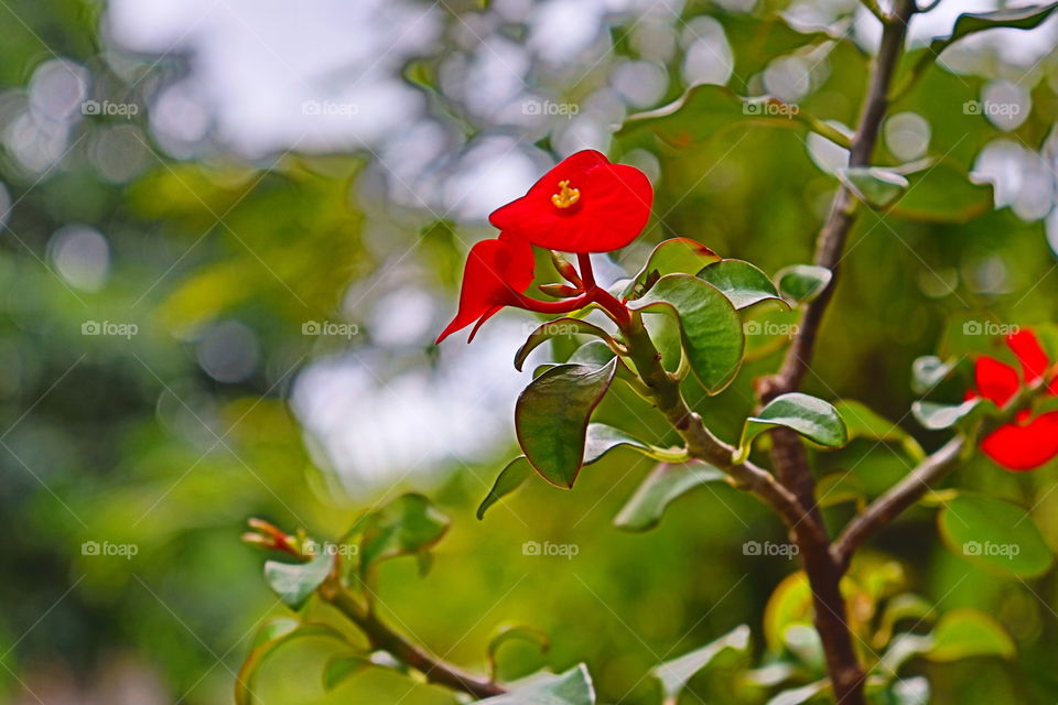 Cute little red flower I took at our backyard.