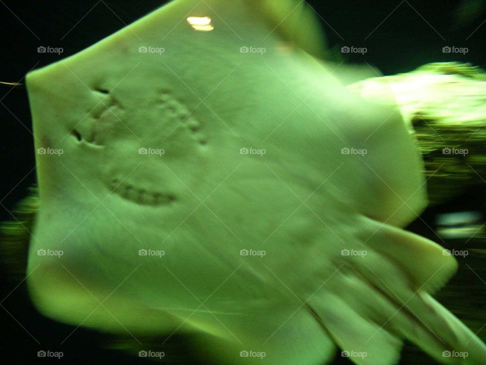 stingray