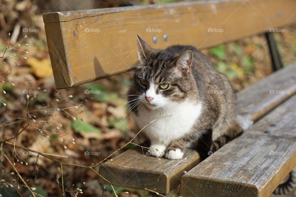 cat sitting on a bench in the park