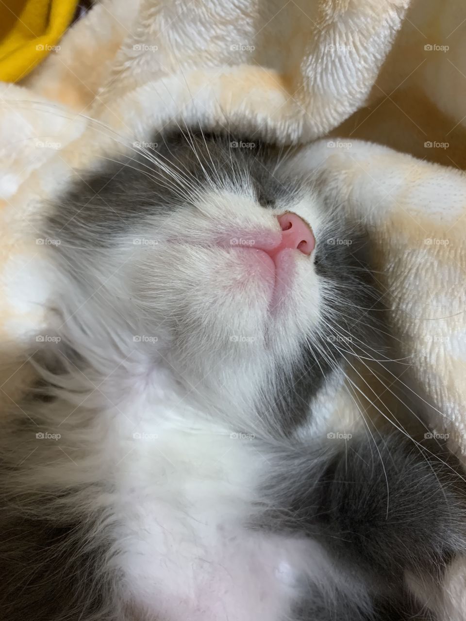 New pet in my home. Little cat Tom.