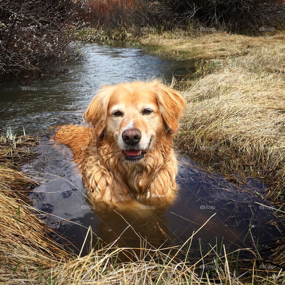 Dog in a stream