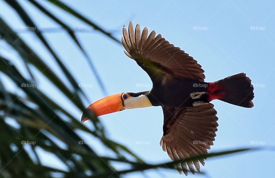 TUCANO- PANTANAL MS